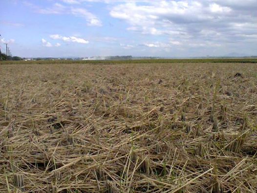 hamparan tanaman kedelai