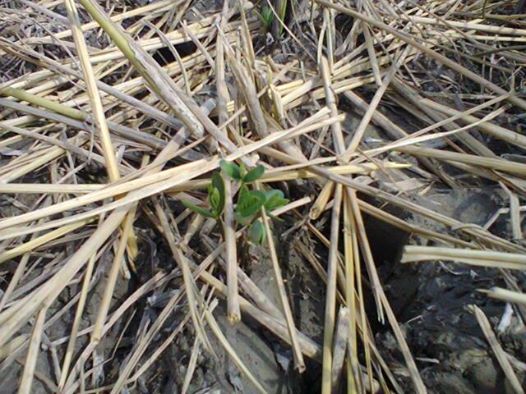 biji kedelai yang berumur 10 hari lebih